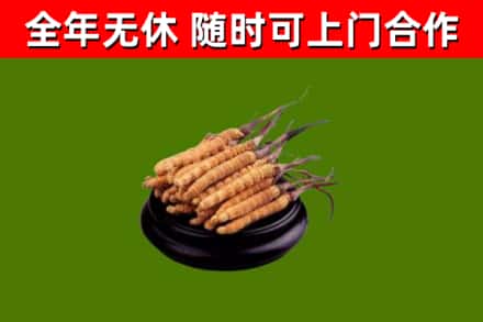 普陀区回收散虫草